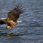 Seeadler: Wie der Seelachs plötzlich Flügel kriegt....