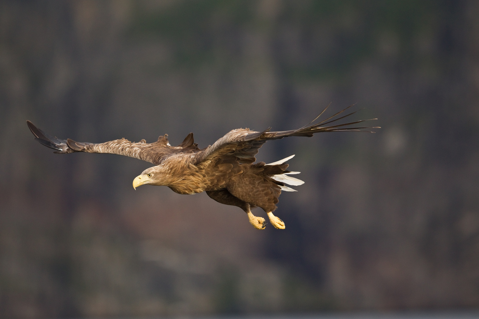 Seeadler: Wie der Seelachs plötzlich Flügel kriegt.....