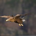 Seeadler: Wie der Seelachs plötzlich Flügel kriegt.....