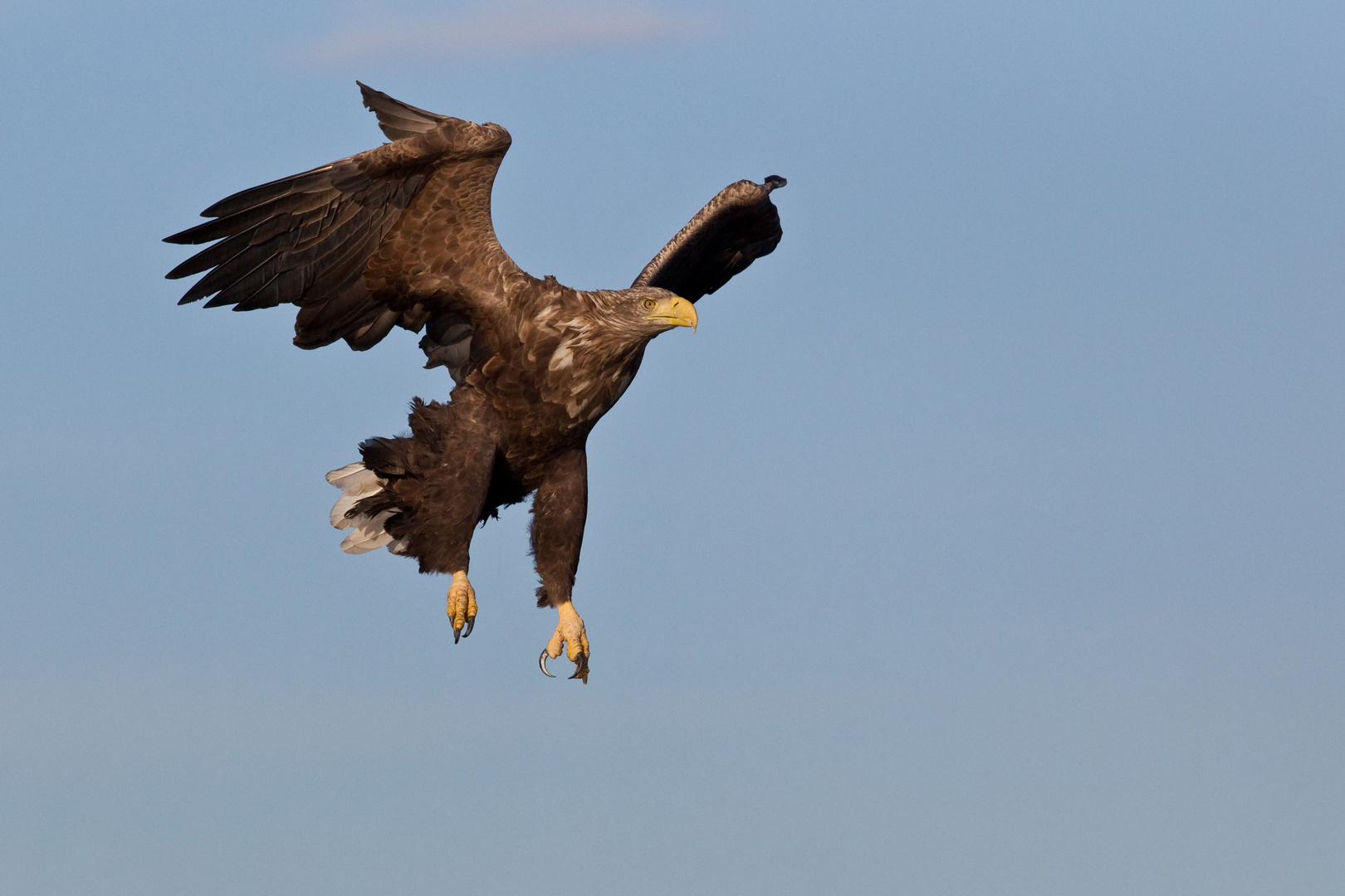 Seeadler: Wie der Seelachs plötzlich Flügel kriegt. Oder ein Vöglein kommt geflogen.