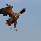 Seeadler: Wie der Seelachs plötzlich Flügel kriegt. Oder ein Vöglein kommt geflogen.