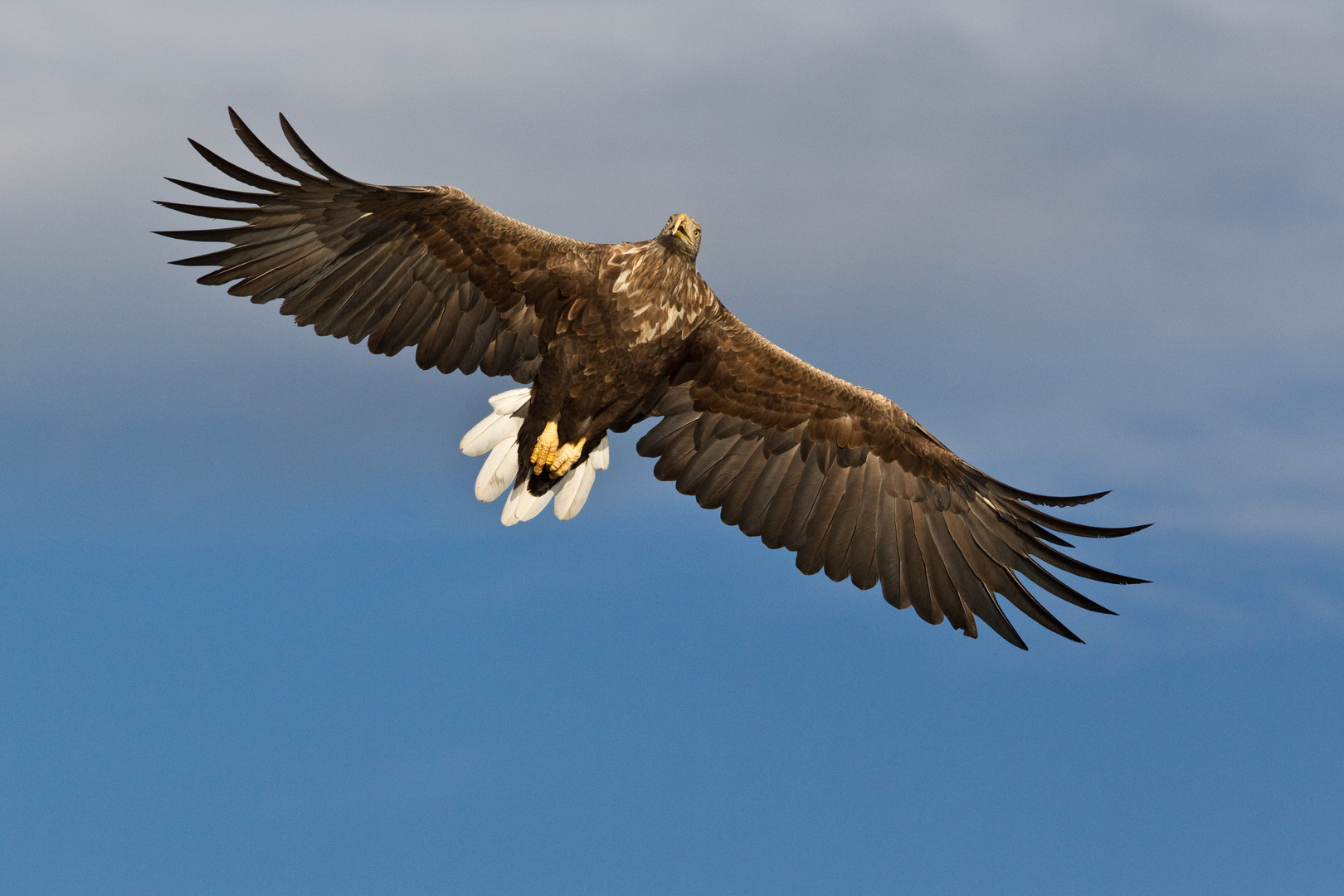 Seeadler: Wie der Seelachs plötzlich Flügel kriegt. Suchflug