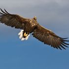 Seeadler: Wie der Seelachs plötzlich Flügel kriegt. Suchflug