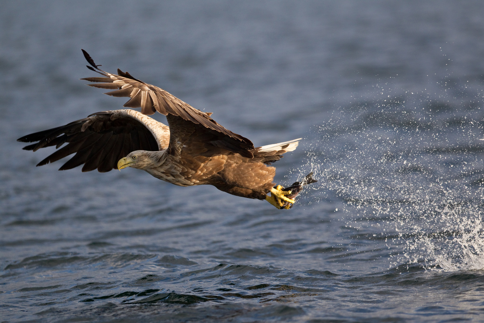 Seeadler: Wie ein Seelachs plötzlich Flügel kriegt.