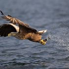 Seeadler: Wie ein Seelachs plötzlich Flügel kriegt.