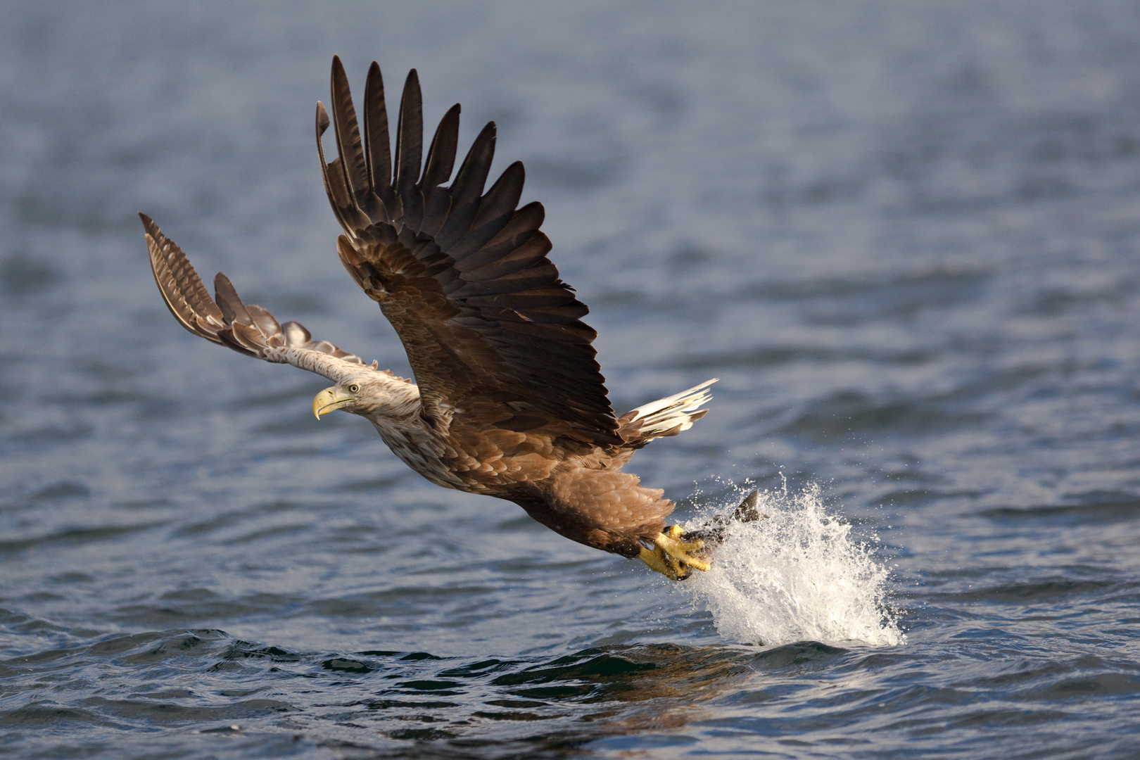 Seeadler : Wie ein Seelachs plötzlich Flügel kriegt.