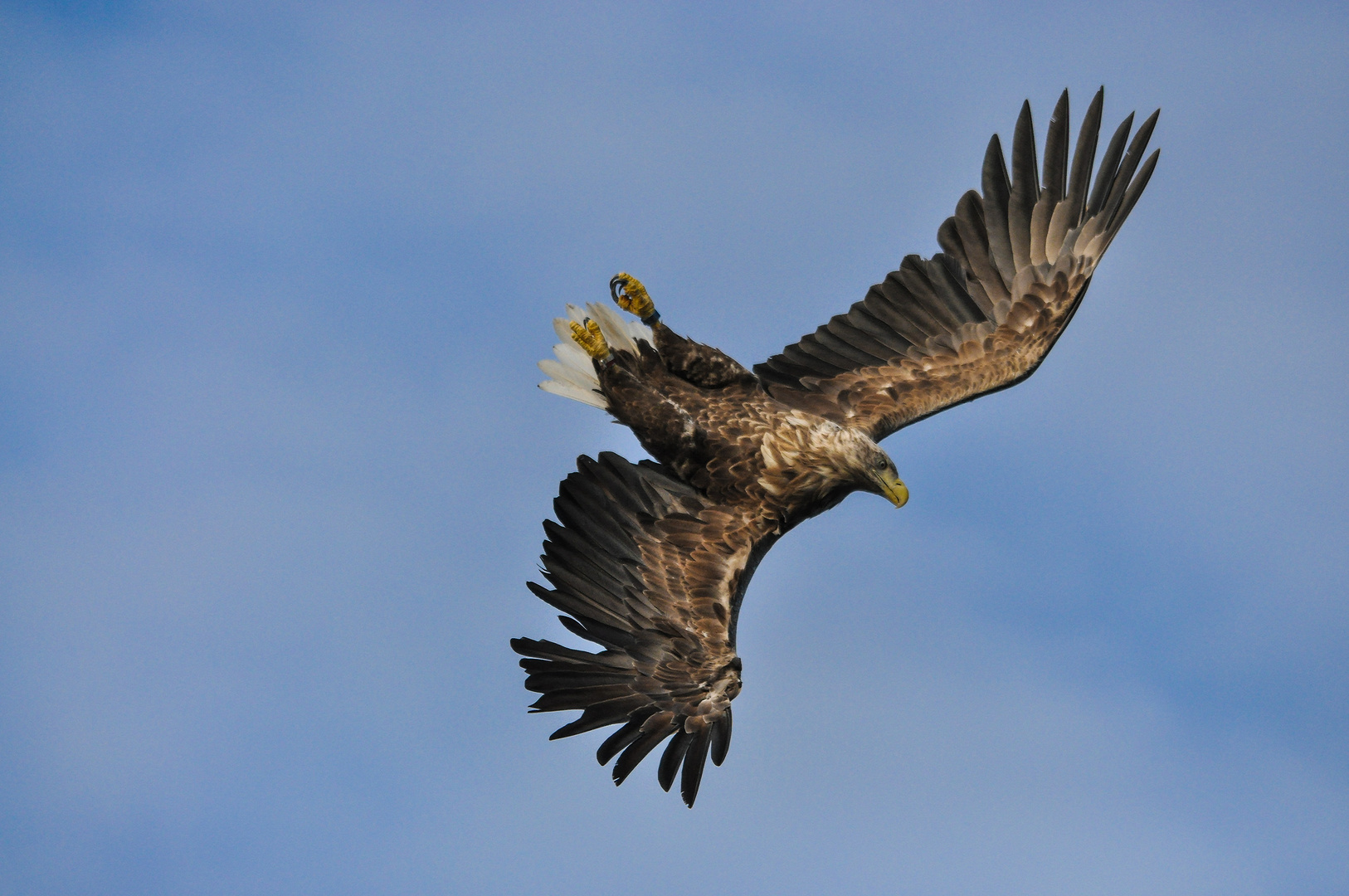 Seeadler : Wie ein Seelachs plötzlich Flügel kriegt. Sturzflug