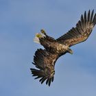 Seeadler : Wie ein Seelachs plötzlich Flügel kriegt. Sturzflug