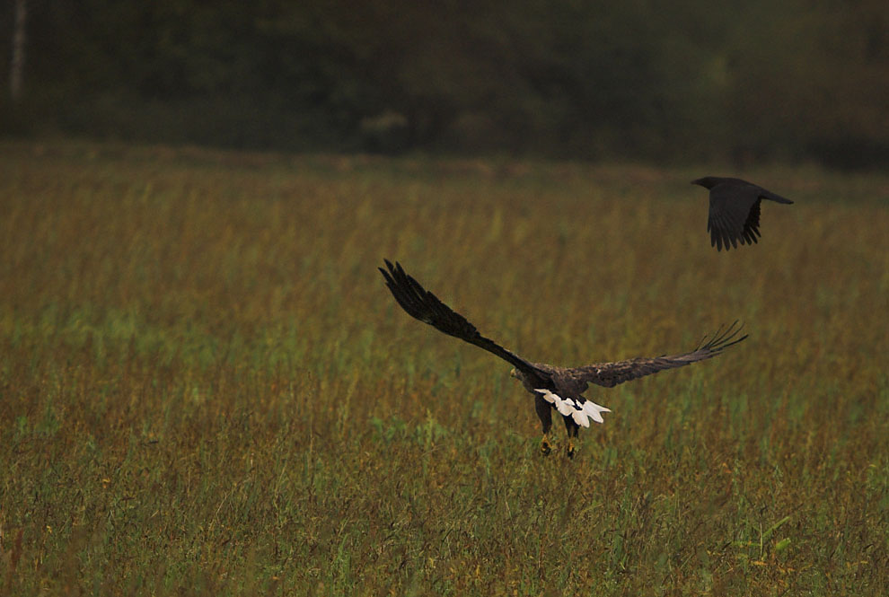 Seeadler (wildlife-doku)