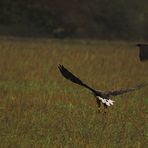 Seeadler (wildlife-doku)