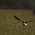 Seeadler (wildlife-doku)