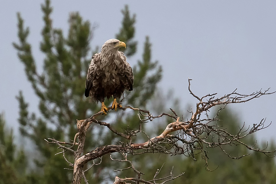 Seeadler, Wildlife in Finnland