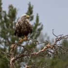 Seeadler, Wildlife in Finnland