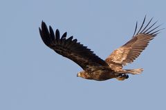 Seeadler (Wildlife unbeeinflusste Natur)