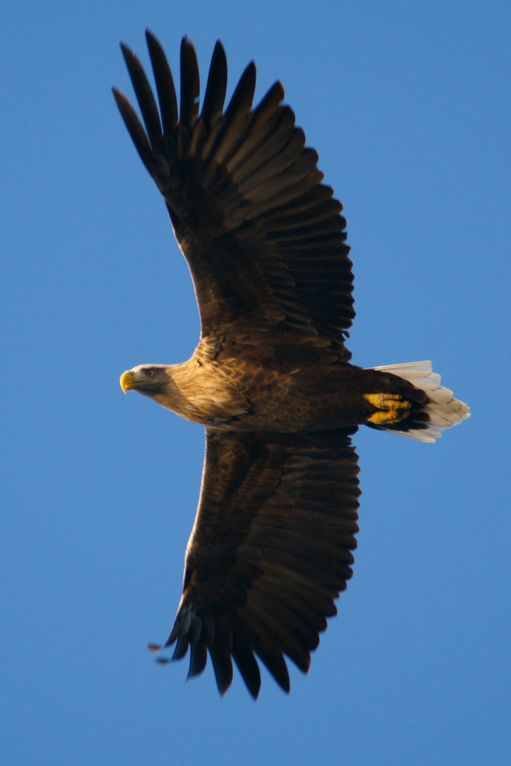 Seeadler - Wildnis im Blick