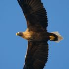 Seeadler - Wildnis im Blick