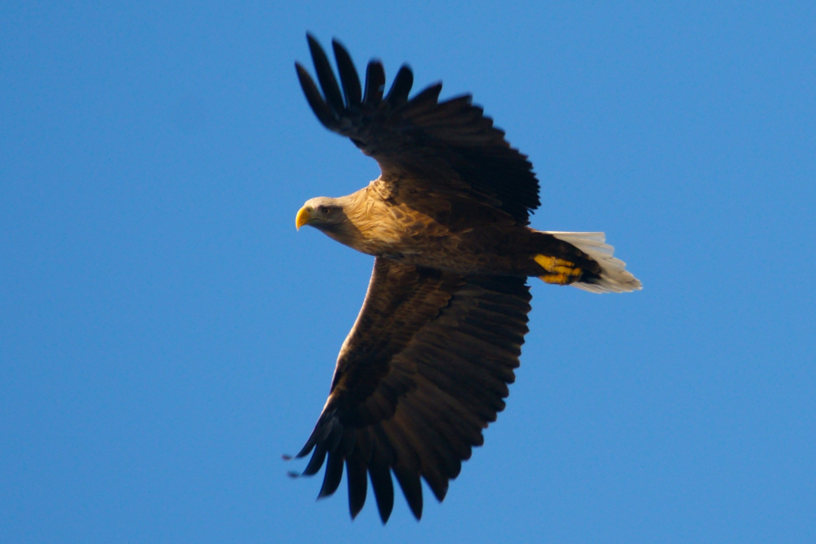 Seeadler - Wildnis im Blick