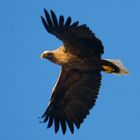 Seeadler - Wildnis im Blick