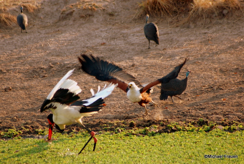 Seeadler will Fisch