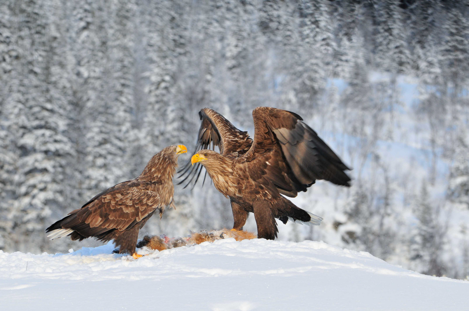 Seeadler: Wir sind ein Paar !!