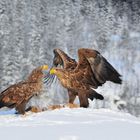 Seeadler: Wir sind ein Paar !!