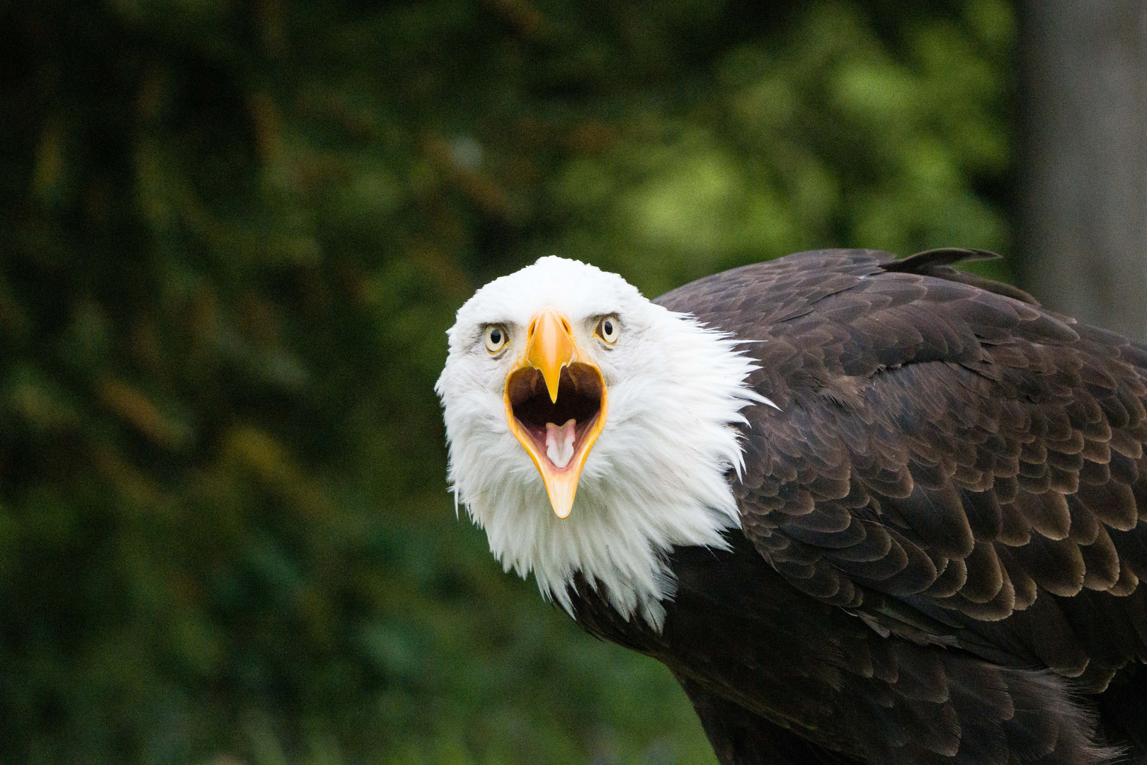 Seeadler Wisentgehege