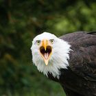 Seeadler Wisentgehege