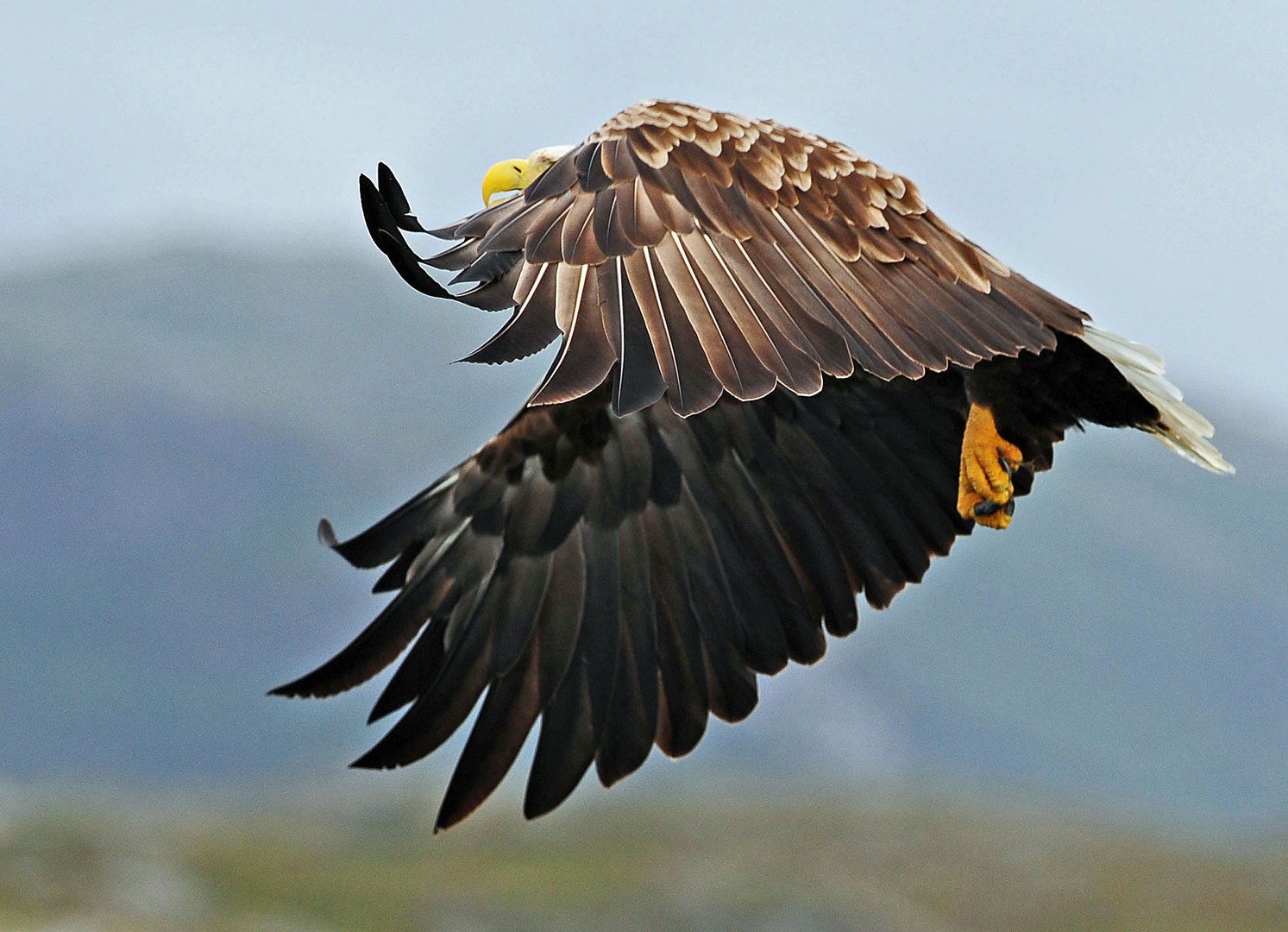 Seeadler, Wo geht jetzt hier nach Hause ?