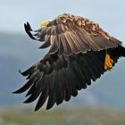 Seeadler, Wo geht jetzt hier nach Hause ?