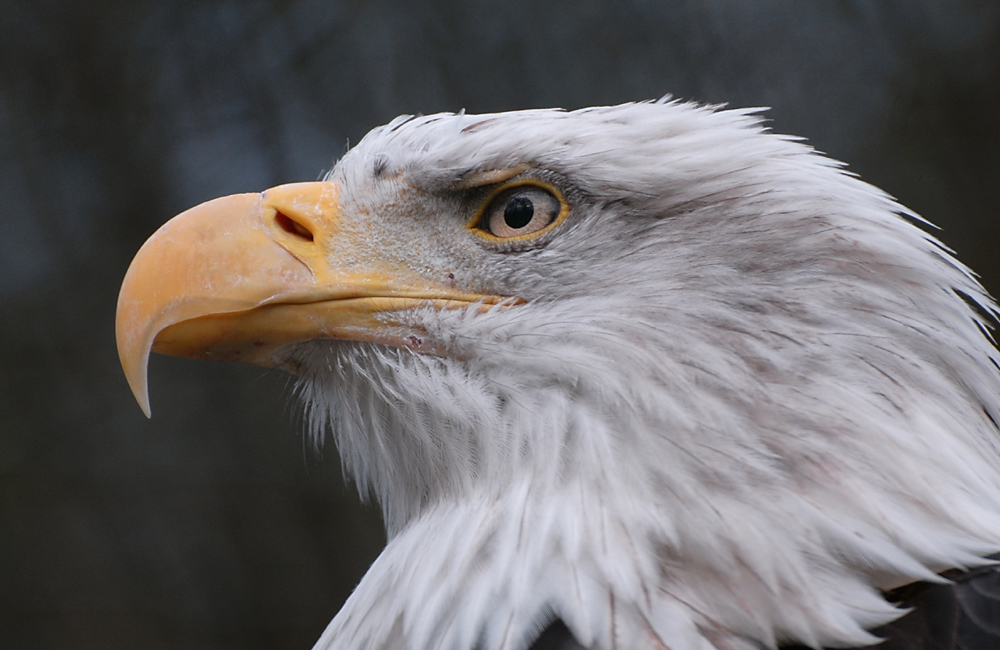 Seeadler zoo Hannover