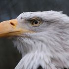 Seeadler zoo Hannover