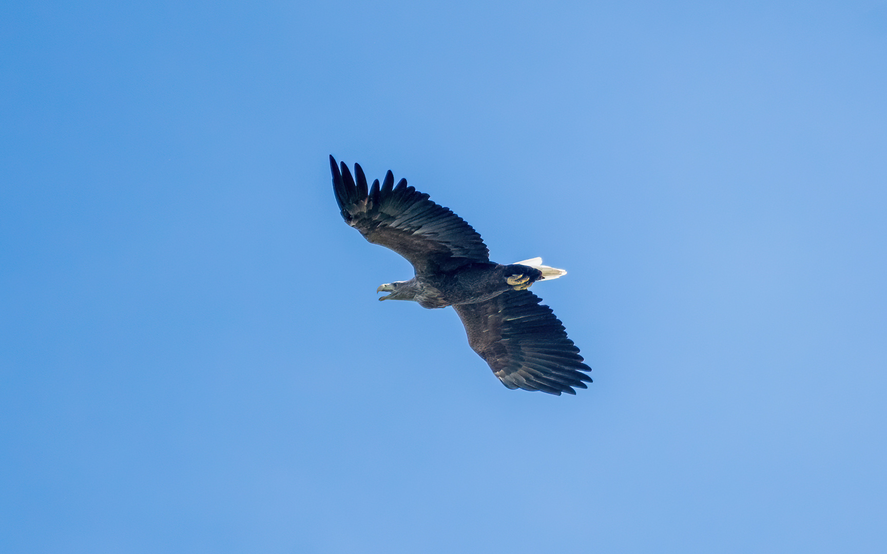 Seeadler zu Besuch in den Rheinauen