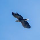 Seeadler zu Besuch in den Rheinauen