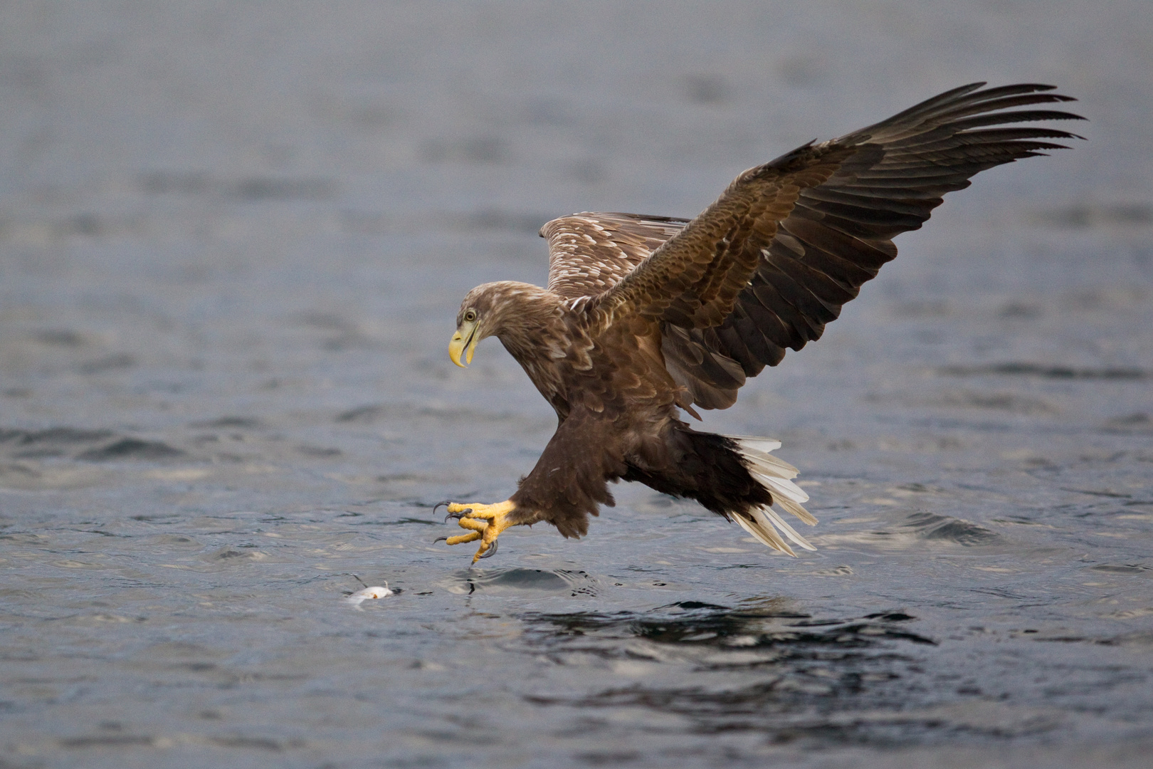 Seeadler: Zugriff