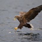 Seeadler: Zugriff