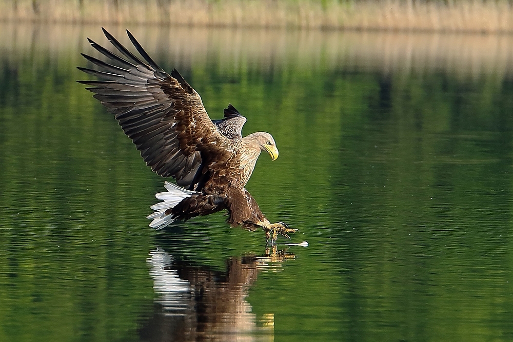 Seeadler - Zugriff