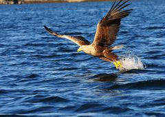 Seeadler, Zugriff !    B0004276