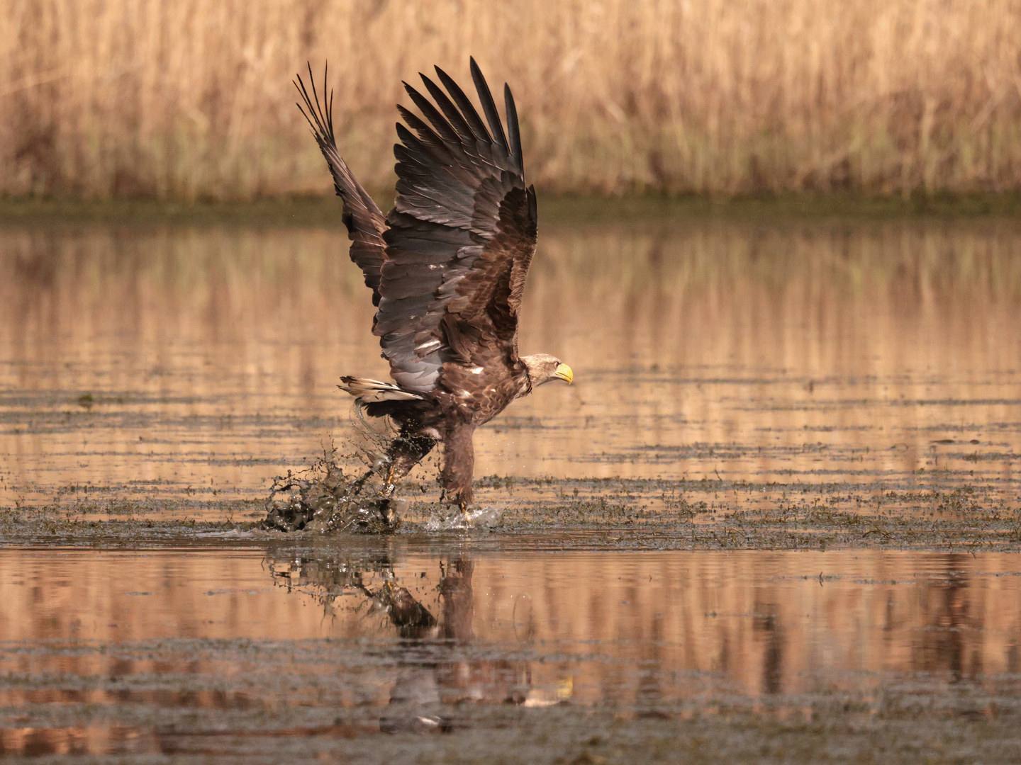 Seeadler, Zugriff