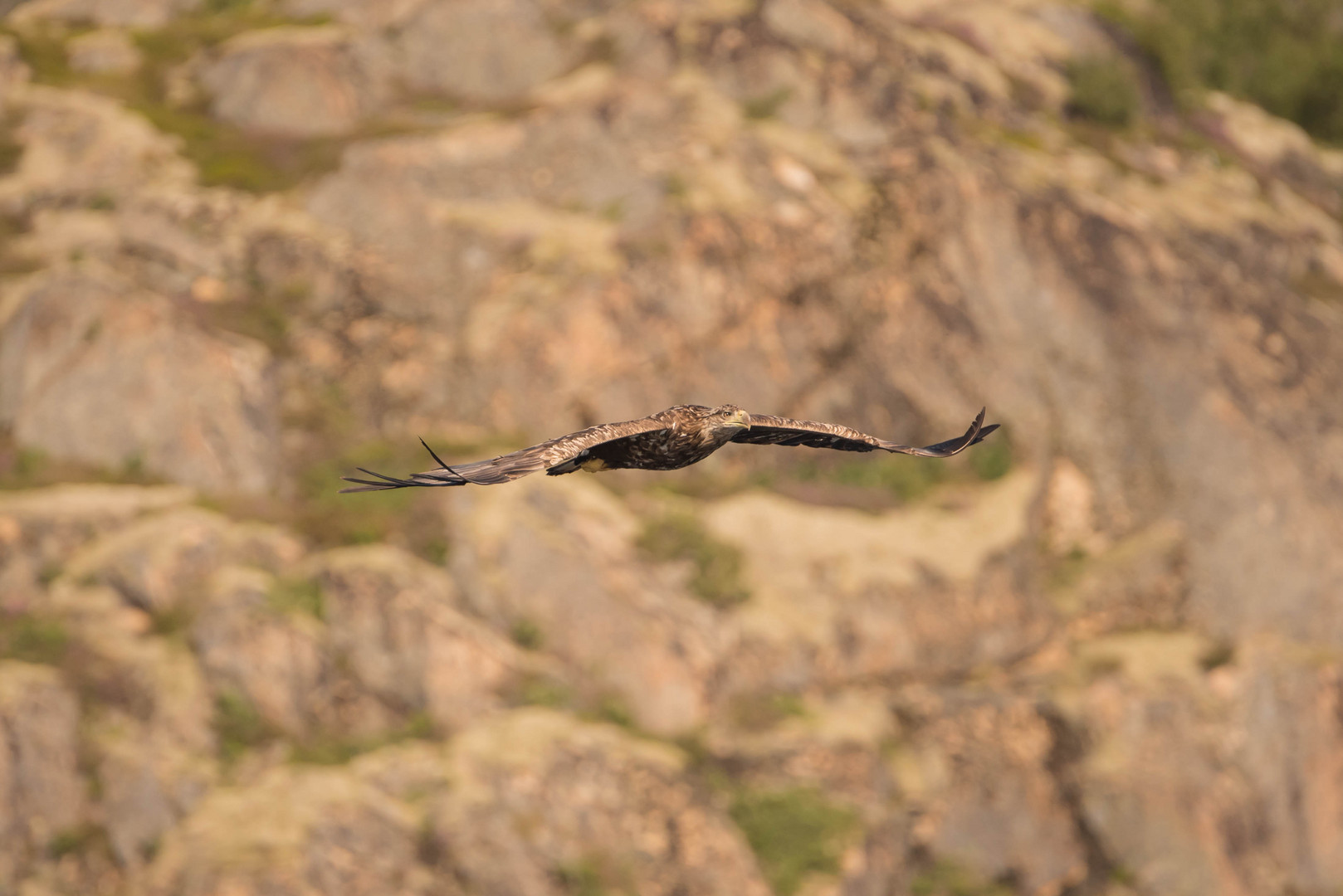 Seeadler zum Greifen nah