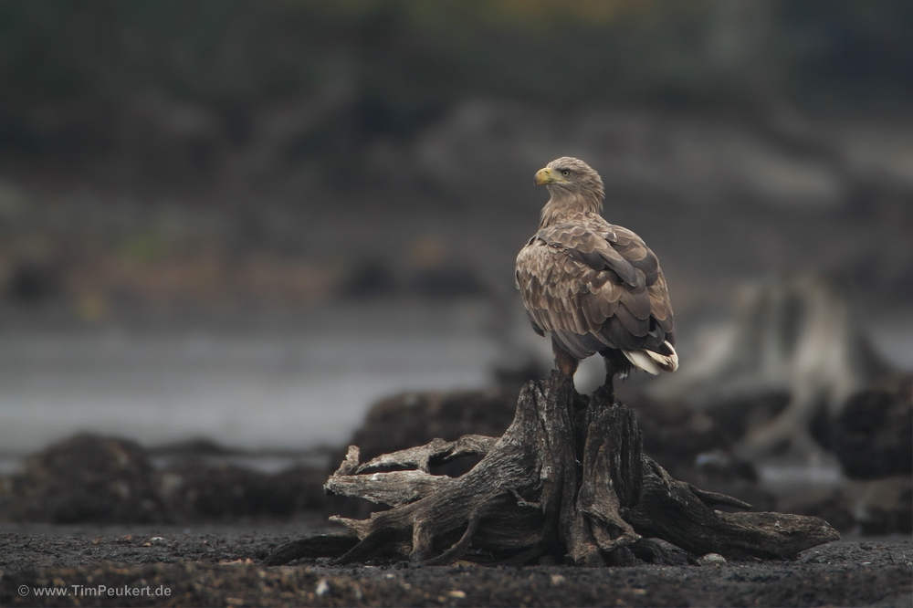 Seeadler zum Wochenende