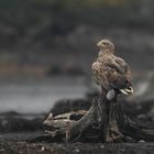 Seeadler zum Wochenende