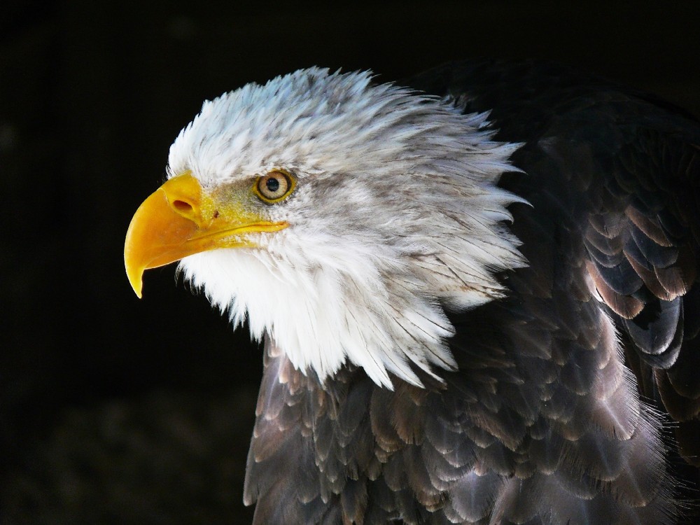 Seeadler zum zweiten, weil er mir soo gut gefällt !!