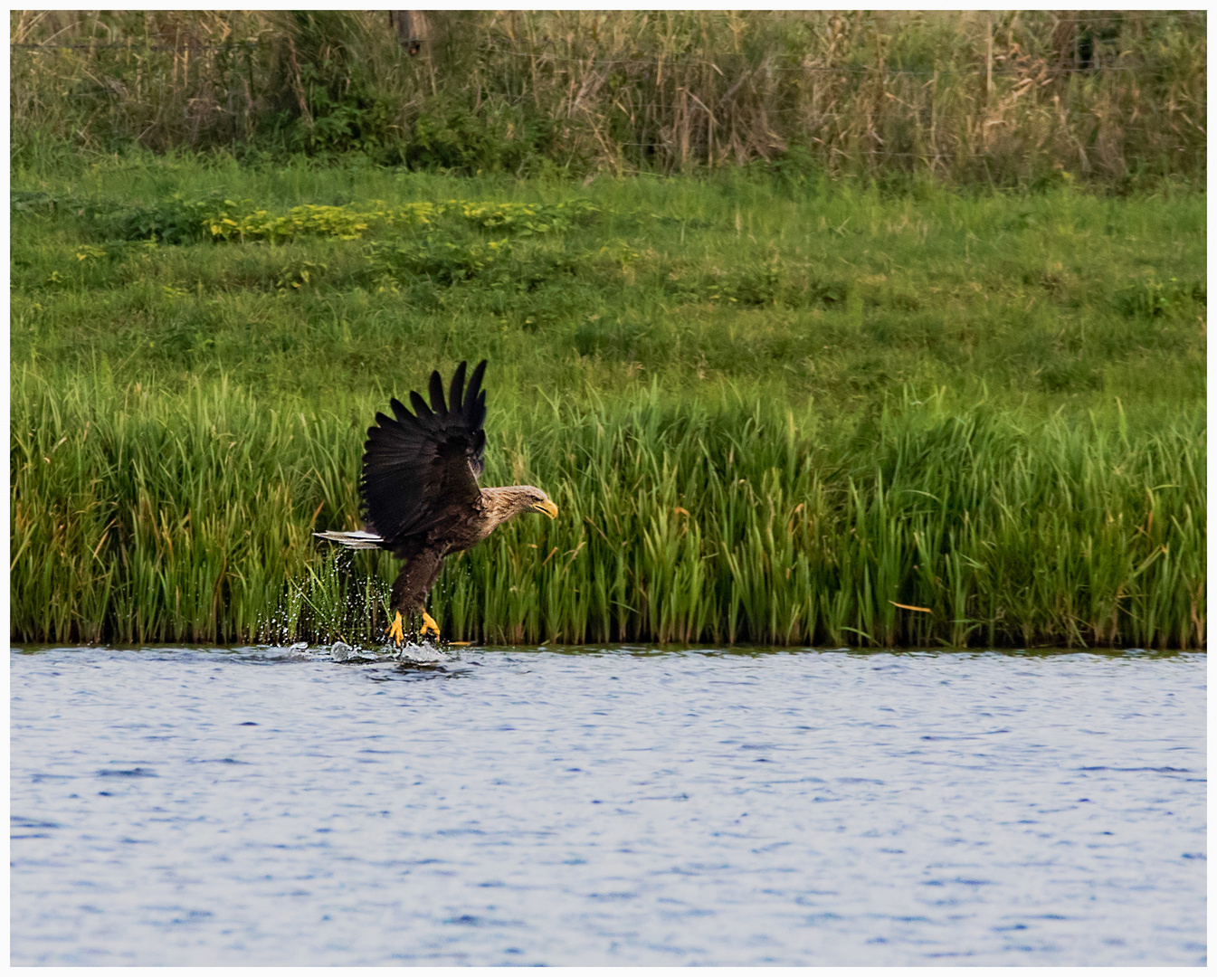 Seeadler_01.10.16_1_DOKU