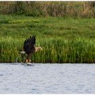 Seeadler_01.10.16_1_DOKU