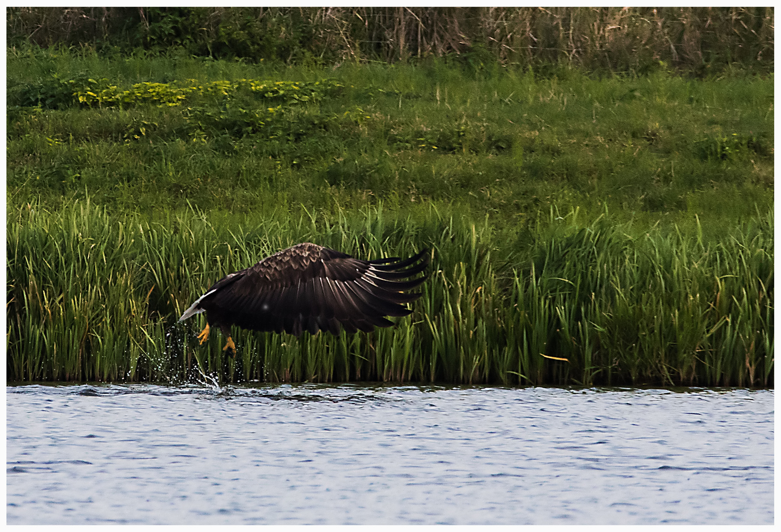 Seeadler_01.10.16_2_DOKU