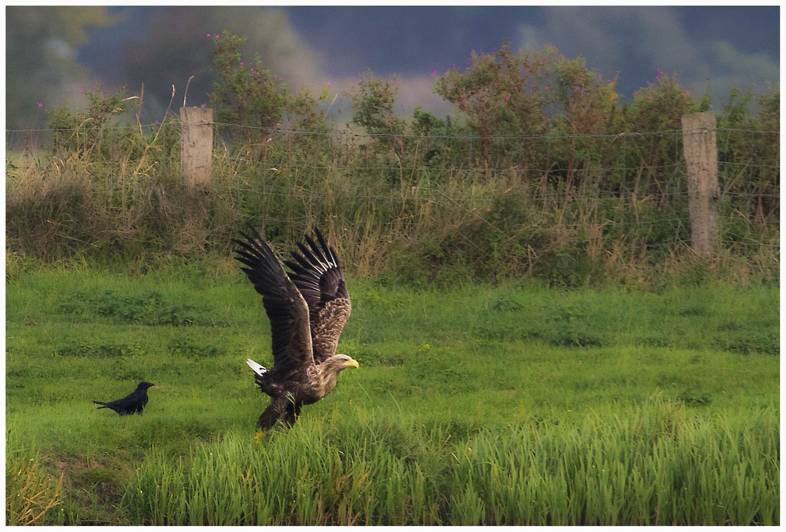 Seeadler_01.10.16_3_DOKU