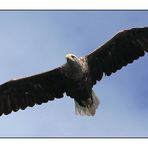 Seeadler....1