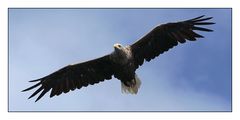 Seeadler....1