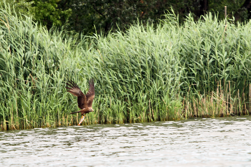 Seeadler11