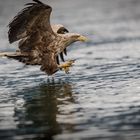 Seeadler_11